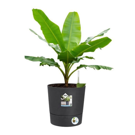 ELHO - Vaso da fiori - Greensense Aqua Care Round 35 - Grigio antracite - Interno/esterno -  34,5 x H 34,1 cm