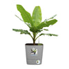 ELHO - Vaso da fiori - Greensense Aqua Care Square 30 - Cemento chiaro - Interno/esterno -  29,5 x H 30,2 cm