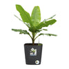 ELHO - Vaso da fiori - Greensense Aqua Care Square 30 - Grigio antracite - Interno/esterno -  29,5 x H 30,2 cm