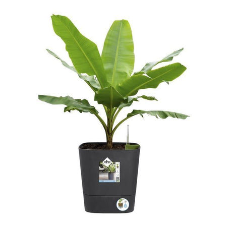 ELHO - Vaso da fiori - Greensense Aqua Care Square 30 - Grigio antracite - Interno/esterno -  29,5 x H 30,2 cm