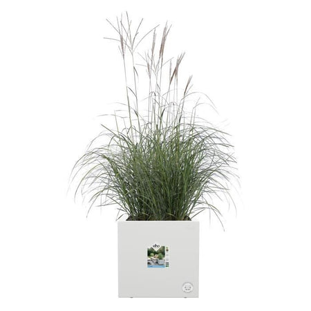 Fioriera Elho Vivo Next Square 40 - Bianco -  39 x H 38 cm - da interno/esterno - 100% riciclato