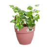 ELHO - Vaso da fiori - Vibia Campana Easy Hanger Small - Dusty Rose - Balcone esterno - L 24,1 x P 20,5 x H 26,5 cm