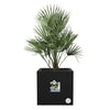 Elho Vivo Next Square 30 Fioriera - Nero -  30 x H 29 cm - da interno/esterno - 100% riciclato
