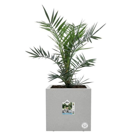 Elho Vivo Next Square 30 Fioriera - Grigio -  30 x H 29 cm - da interno/esterno - 100% riciclato