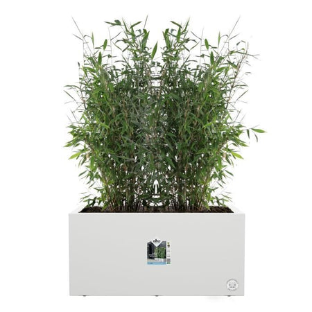 Elho Vivo Next Long 60 Fioriera - Bianco - L 59 x P 30 x H 29 cm - interno/esterno - 100% riciclato
