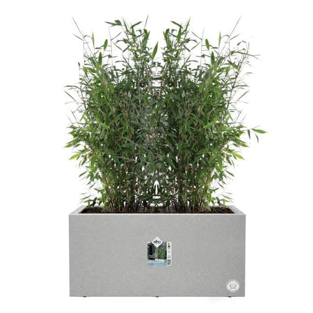 Elho Vivo Next Long 60 Fioriera - Grigio - L 59 x P 30 x H 29 cm - interno/esterno - 100% riciclato