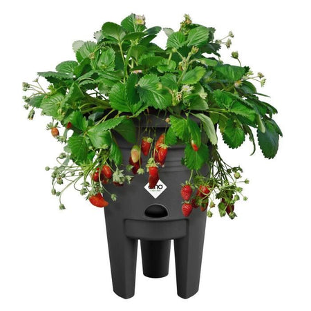 ELHO Green Basics Vaso per fragole 33 - Nero -  33 x H 42 cm - coltivazione e raccolta all'aperto - 100% riciclato