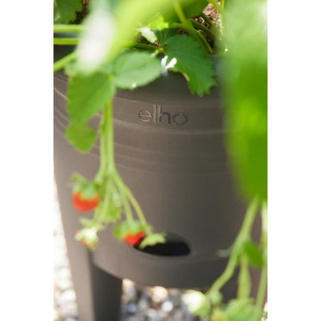 ELHO Green Basics Vaso per fragole 33 - Nero -  33 x H 42 cm - coltivazione e raccolta all'aperto - 100% riciclato