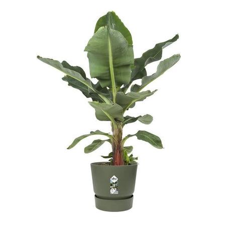 Vaso da fiori rotondo ELHO Greenville 55 - Verde -  55 x H 50 cm - da esterno - 100% riciclato