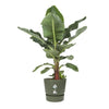 Vaso da fiori rotondo ELHO Greenville 55 - Verde -  55 x H 50 cm - da esterno - 100% riciclato