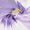 Foulard Liu Jo Donna 70x70 Stampa Fiore con Box Elegante