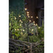 Arbusto a fioritura solare - GALIX - G4505 - H72