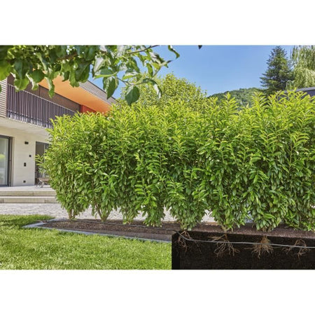 Estensione di tubi a goccia incorporati 25 m sepolti e in superficie - 13503-20