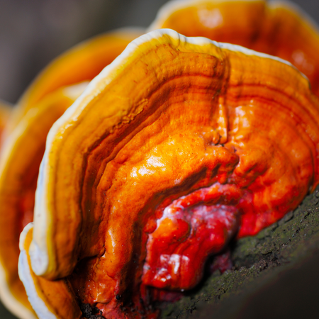 Reishi - Ganoderma Lucidum biologico, 90 capsule