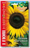 Girasole Alto Giallo