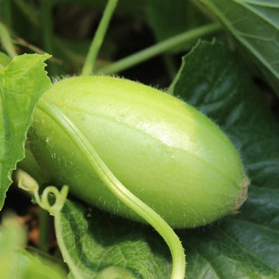 Semi di carosello Spuredda leccese bianco piante per orto e giardino