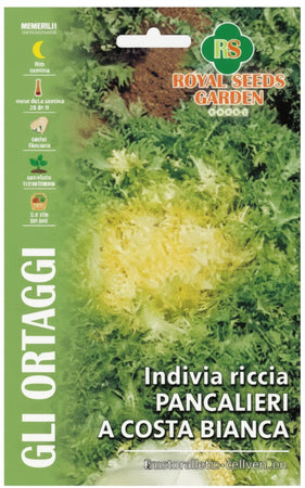 Indivia Riccia Pancalieri A Costa Bianca Semi Royal Seeds