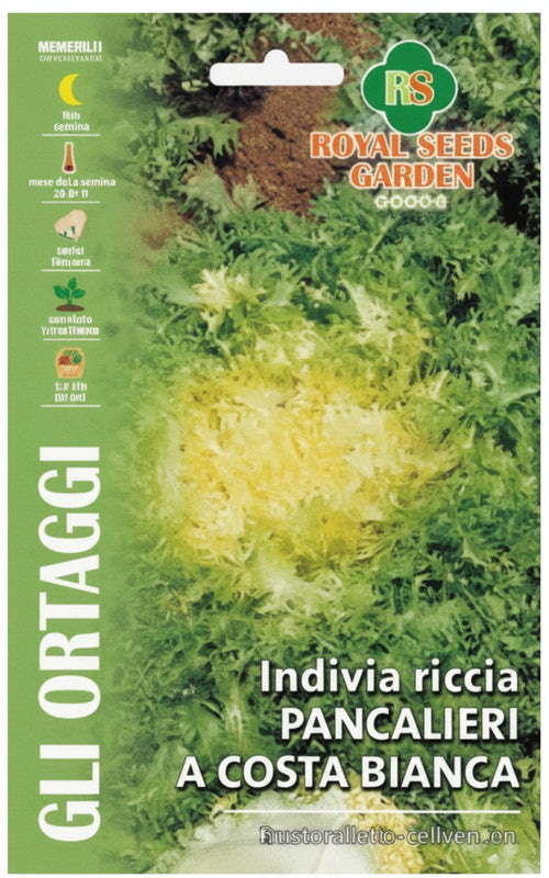 Indivia Riccia Pancalieri A Costa Bianca Semi Royal Seeds