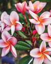 Plumeria Jubilee rosa-gialla (Frangipani, Pomelia)