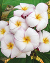 Plumeria Mini White gialla-bianca (Frangipani, Pomelia)