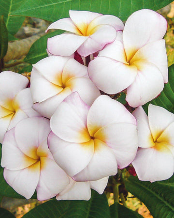 Plumeria "Mini White" gialla-bianca (Frangipani, Pomelia)