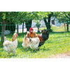 Rete per pollame E - KERBL - 25 m - 106 cm - Doppia punta - Verde