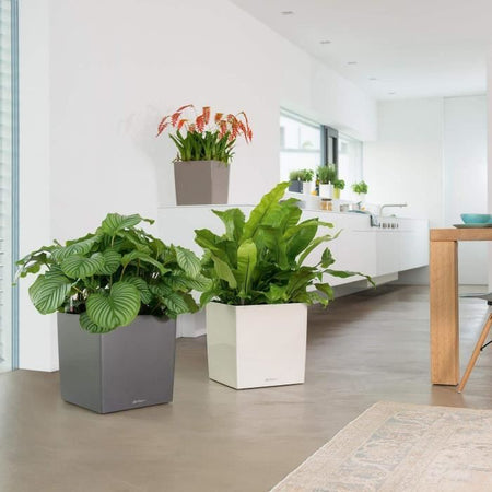 Vaso da fiori LECHUZA Cube Premium 50 - set completo, tortora lucido