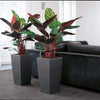 Vaso da fiori - LEC - Cubico Premium 40 - Rosso - Con riserva d'acqua - Kit completo