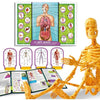 Scoperta del corpo umano - Kit scientifico - SONO UN GENIO TASCABILE - Modello 3D