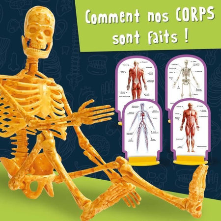 Scoperta del corpo umano - Kit scientifico - SONO UN GENIO TASCABILE - Modello 3D