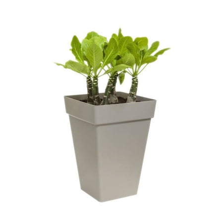 quadrati Bac 30cm piante alte