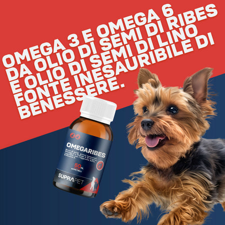 omegaRibes-1