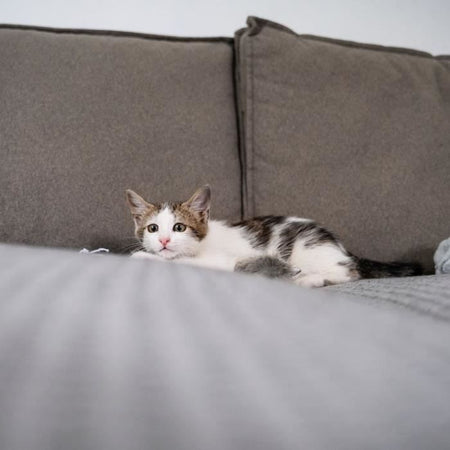 Fermagraffi adesivo per gatti - TYROL - x24