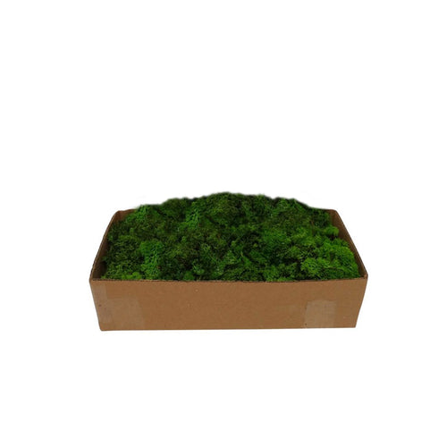 Muschio lichene atossico e privo di acidi per decorazioni e presepi da 500 g