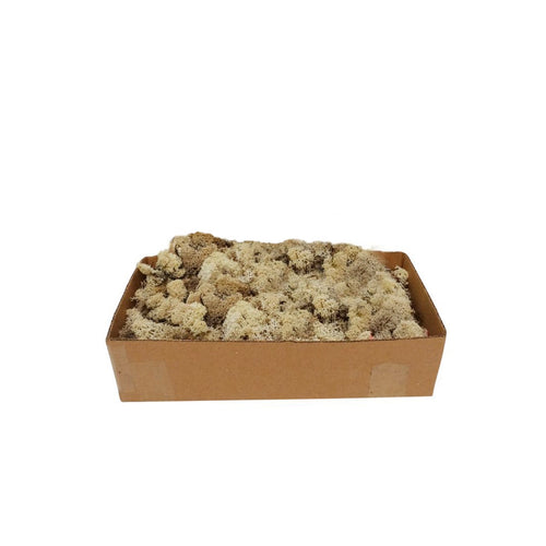 Muschio lichene atossico e privo di acidi per decorazioni e presepi da 500 g