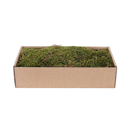 Muschio Piatto essiccato da 500g verde-marrone