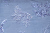 Set 2 federe coppia di federe stampa digitale 100% cotone, Made in Italy OCEANO AZZURRO