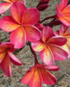 Menagerie - MaxBestPlants.com