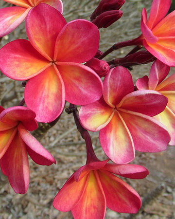Menagerie - MaxBestPlants.com