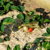 Paglia di canapa NATUREN - 100L