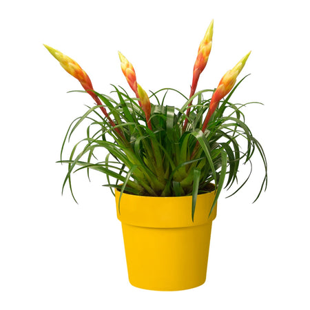 Vaso "B.For Original Round" in plastica riciclata, per esterno, stile moderno