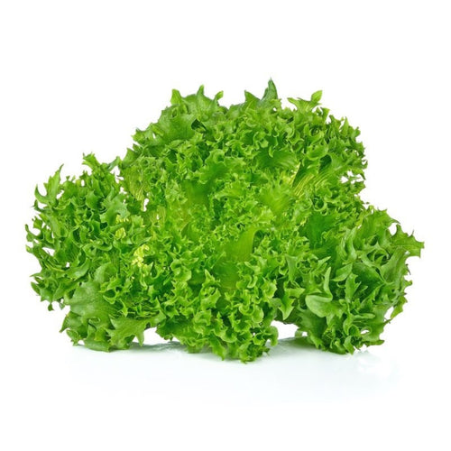 Semi di lattuga Riccia schiana  piante per orto e giardino coltivazione domestica e professionale