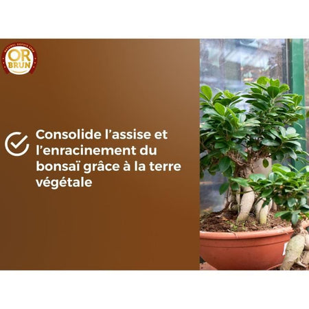 Terriccio per bonsai - BROWN GOLD - OBRTBON6U - 6L - Migliore radicazione