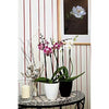 GOLD BROWN Concime per orchidee 250 ml
