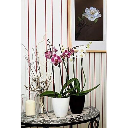 GOLD BROWN Concime per orchidee 250 ml