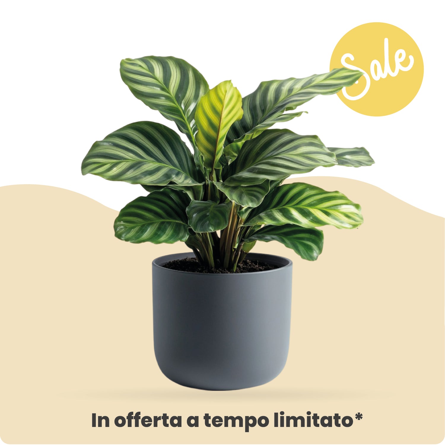Offerte Valide 24h