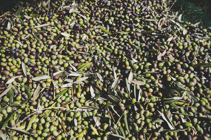 Olio Extravergine d'Oliva Biologico