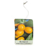 Etichette Kumquat Fortunella Japonica Etichetta dim.8x11,5 cm. - 50 pz. Felga Etichette