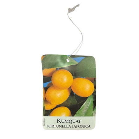 Etichette Kumquat Fortunella Japonica Etichetta dim.8x11,5 cm. - 50 pz. Felga Etichette