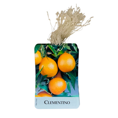 Etichette Clementino dim.8x11,5 cm. - 50 pz. Felga Etichette